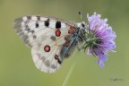 Parnassius-apollo_DSC1090 Parnassius-apollo_DSC1090