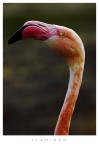 Flamingo Portrait
