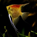 Meraviglia subacquea