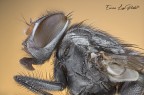 Musca domestica (Linneaus, 1758) Musca domestica (Linneaus, 1758)