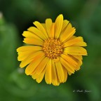 Calendula Calendula