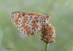 Melitaea Didyma