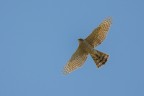 Sparviere (Accipiter nisus)