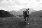 Wild Horses Wild Horses