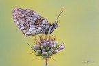 Melitaea-phoebe_DSC1116