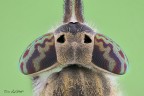 Tabanus bovinus (Linneaus, 1758) Tabanus bovinus (Linneaus, 1758)