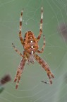 Araneus