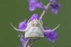 Thomisidae_-Thomisus-onustus_DSC0531 Thomisidae_-Thomisus-onustus_DSC0531