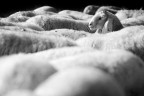 Fuori dal gregge Fuori dal gregge