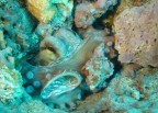 Octopus vulgaris
