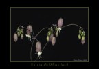 Silene Silene