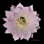 Il fiore di un giorno 2