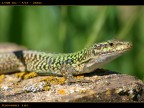 Lucertola in appostamento