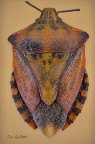 Carpocoris mediterraneus (Tamanini, 1958) Carpocoris mediterraneus (Tamanini, 1958)