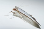 Cydalima Perspectalis Cydalima Perspectalis