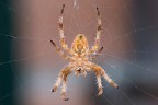 Araneus diadematus o Ragno Crociato