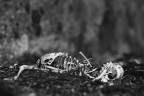 Bones Bones