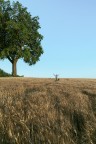 Il mio amico albero Il mio amico albero