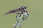 Asilide Asilide