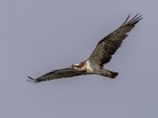 Falco pescatore Falco pescatore