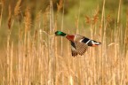 Colori in volo Colori in volo