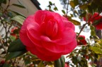 Rosa Rosa