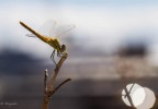 Dragonfly Dragonfly