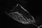 Spifferi Spifferi