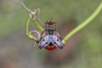 Ectophasia sp. Ectophasia sp.