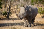 Rinoceronte bianco