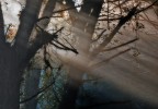 tra luce e foschia tra luce e foschia