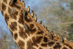 Bufaghe su giraffa Bufaghe su giraffa