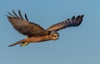 Falco di palude Falco di palude