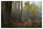 Play in the woods Play in the woods