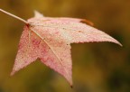 Rugiada d'autunno Rugiada d'autunno