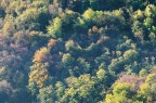 Bosco d'autunno Bosco d'autunno