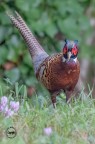 ..un bel Fagiano comune ..un bel Fagiano comune