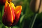 Tulipo Tulipo