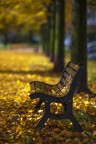 Autunno nel viale Autunno nel viale