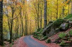 Il bosco delle fate 1