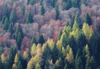 Bosco misto d'autunno Bosco misto d'autunno