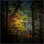 True colors