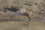 Piovanello pancianera (Calidris alpina) Piovanello pancianera (Calidris alpina)