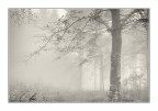 Nebbia mattutina Nebbia mattutina