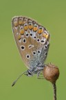 Plebejus agestis