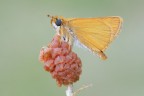 Thymelicus acteon Thymelicus acteon