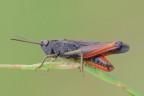 Omocestus rufipes Omocestus rufipes