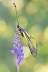 Libelloides latinus Libelloides latinus
