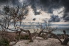 Alberi sul mare Alberi sul mare