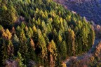 Larici